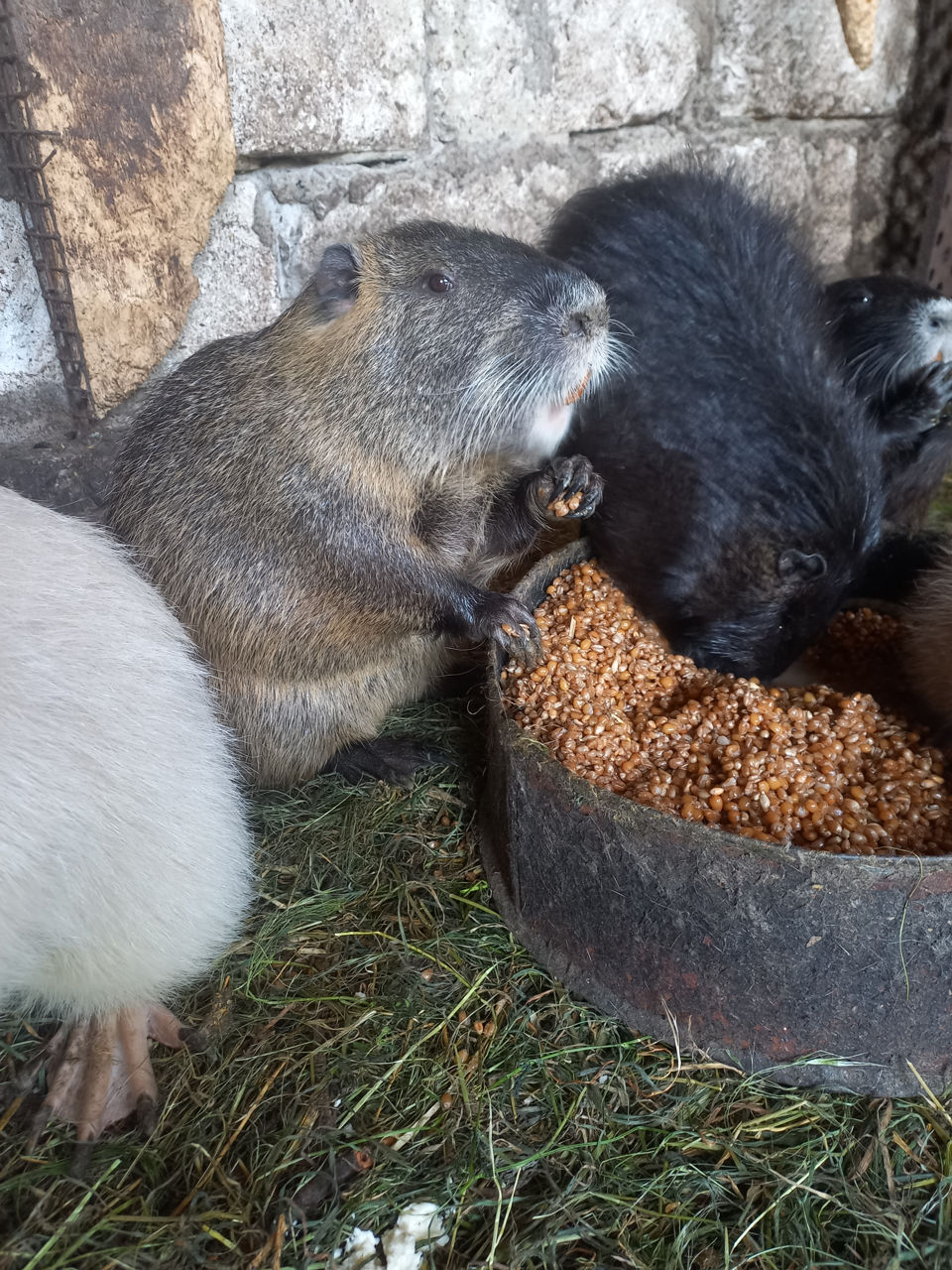 Nutrii dlea razmnajenii  zvanit foto 8