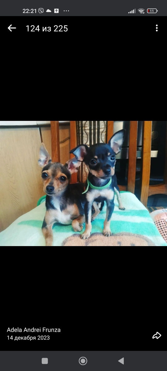 Cățeluși de buzunar! foto 2