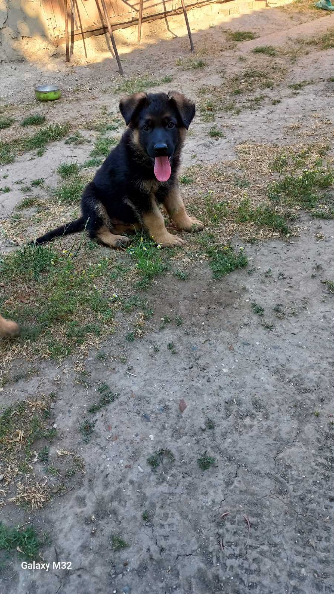Pui ciobănesc german  foto 2