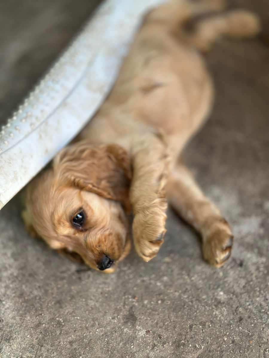 Cocker Spaniel Englez Rasa curata  foto 7