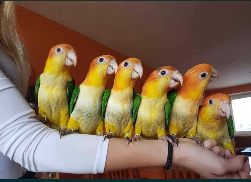 Мега ручной попугай каик танцор черепашкой попугай foto 3