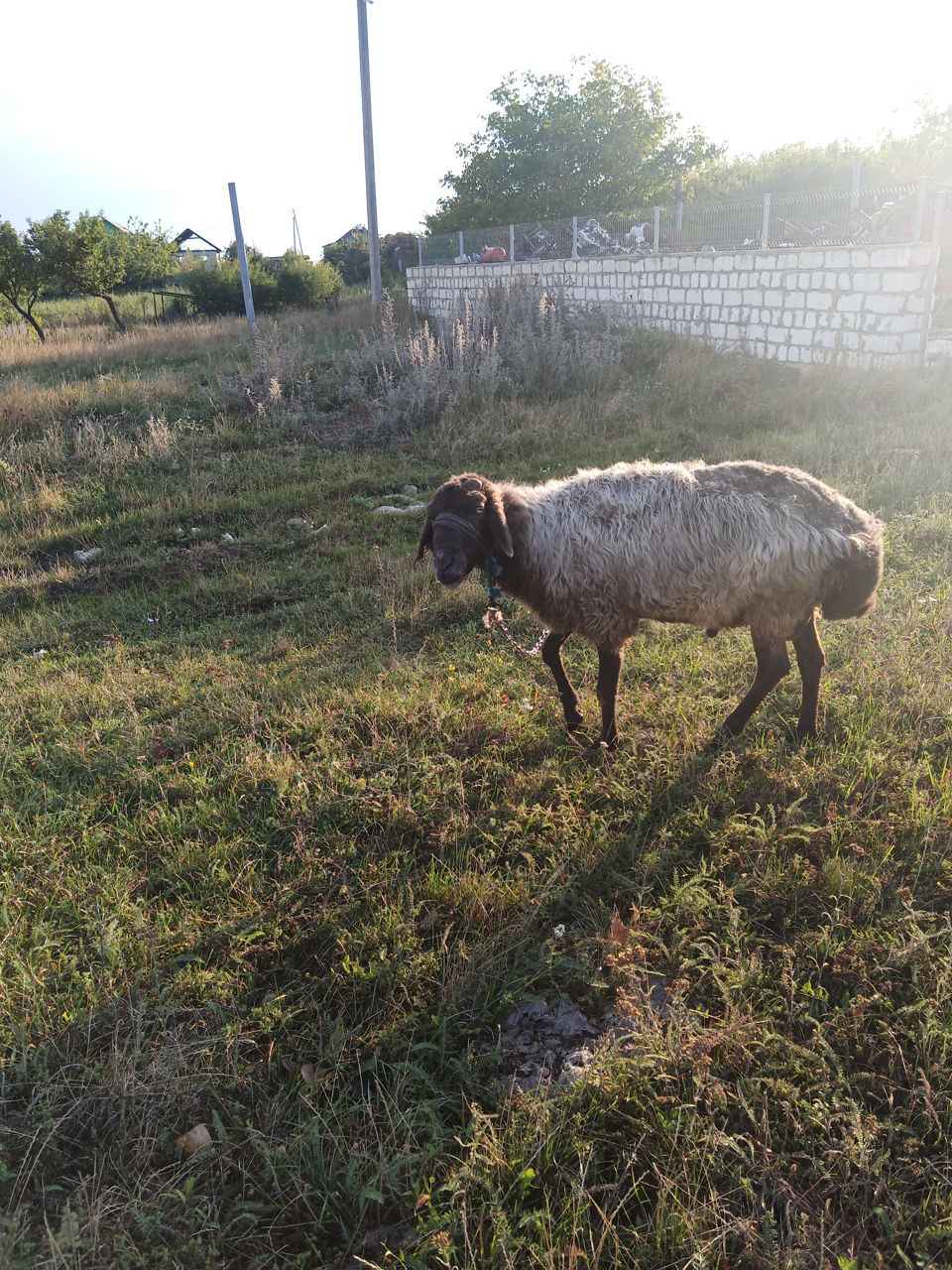 Продам барана