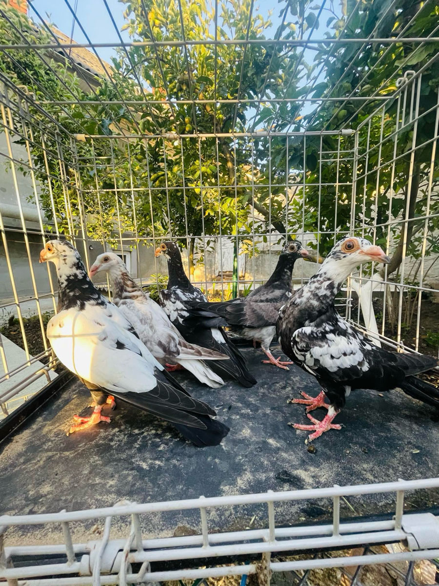 Porumbei Karel meulemans, voiajori stil vechi, voiajori italieni de expoziție foto 6