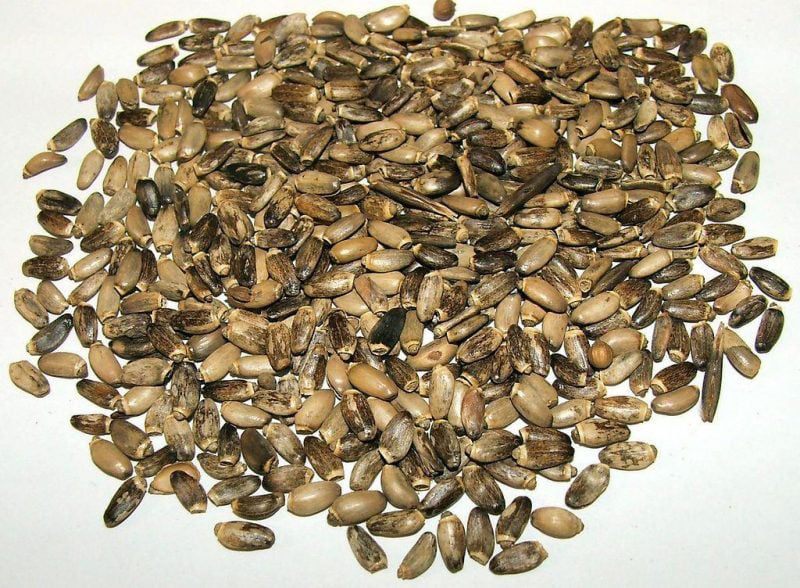 Seminte de Armurariu / семена Растаропша 500gr. foto 1