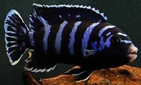 Малави фото 4