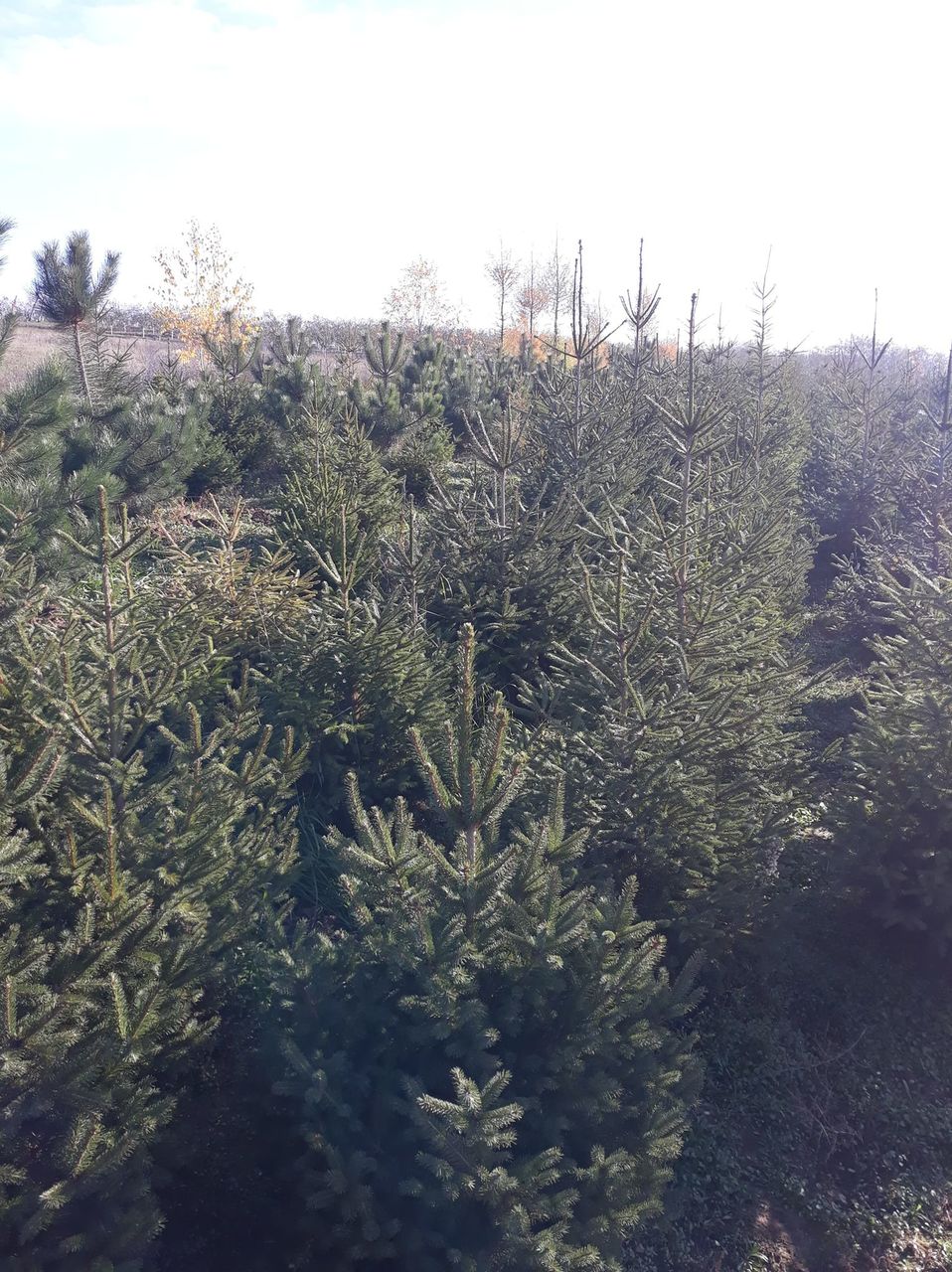 Brazi/molid/pini  ель пихта  si multe alte specii de plante decorative foto 1