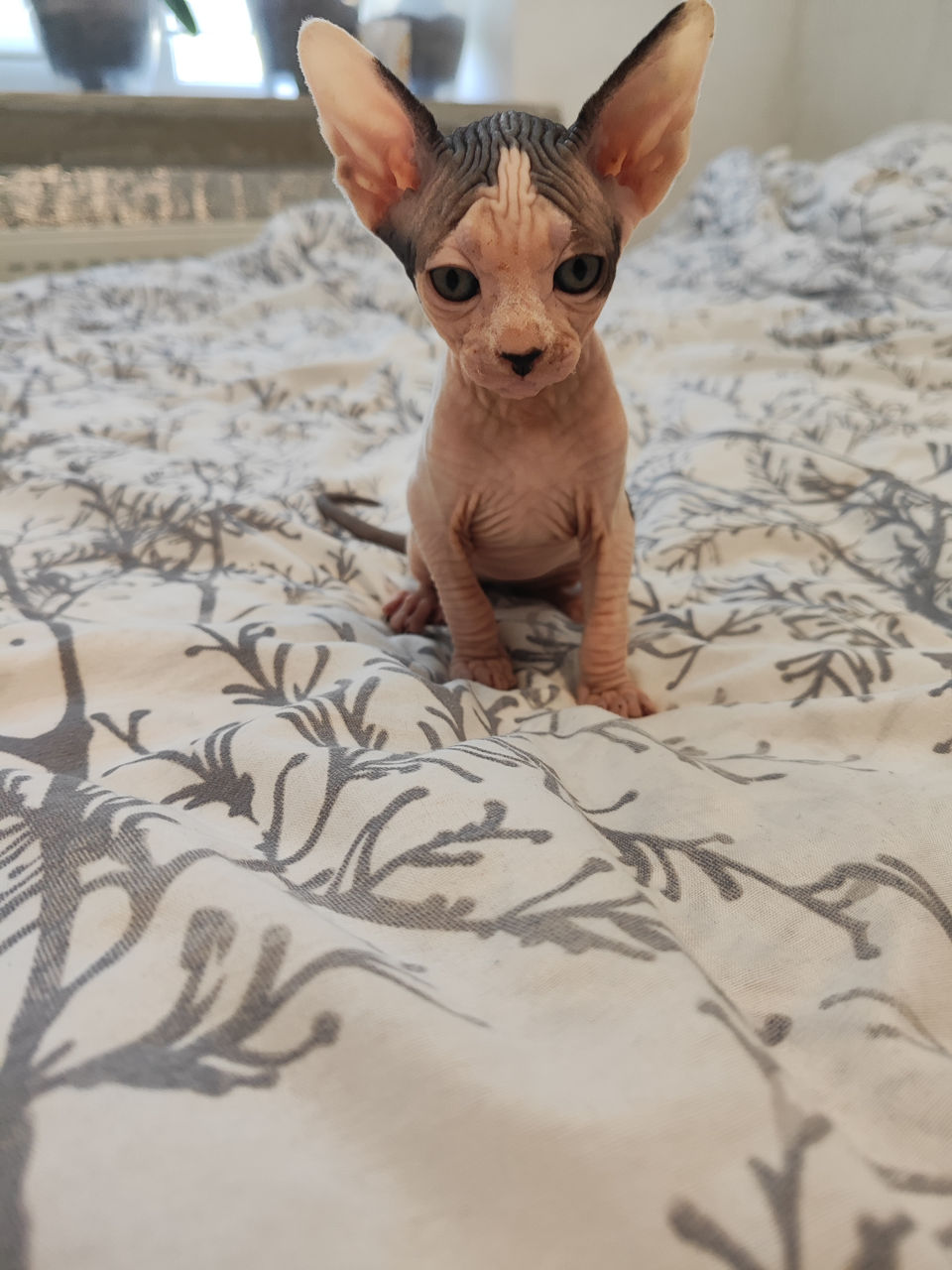 Котята сфинкс