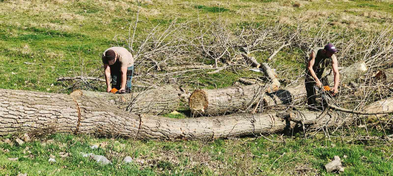 Curățarea copacilor de crengi uscate! foto 7