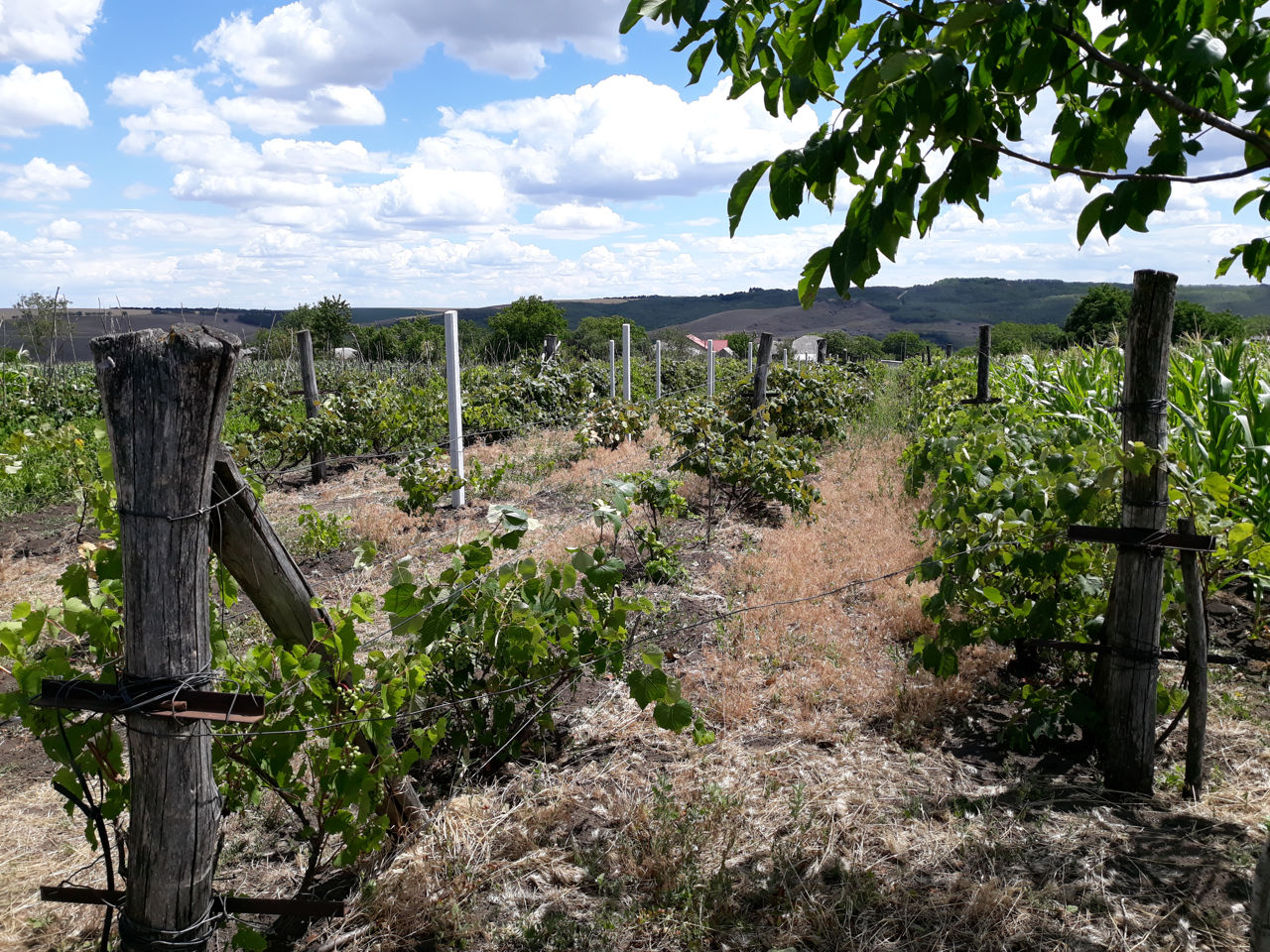 Vie tînără, 9 ari, Ciuciulea (la monument) foto 1