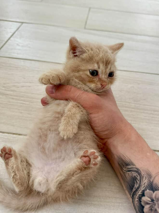 Срочно нужно дом котятам! Помогите спасти малышей foto 7