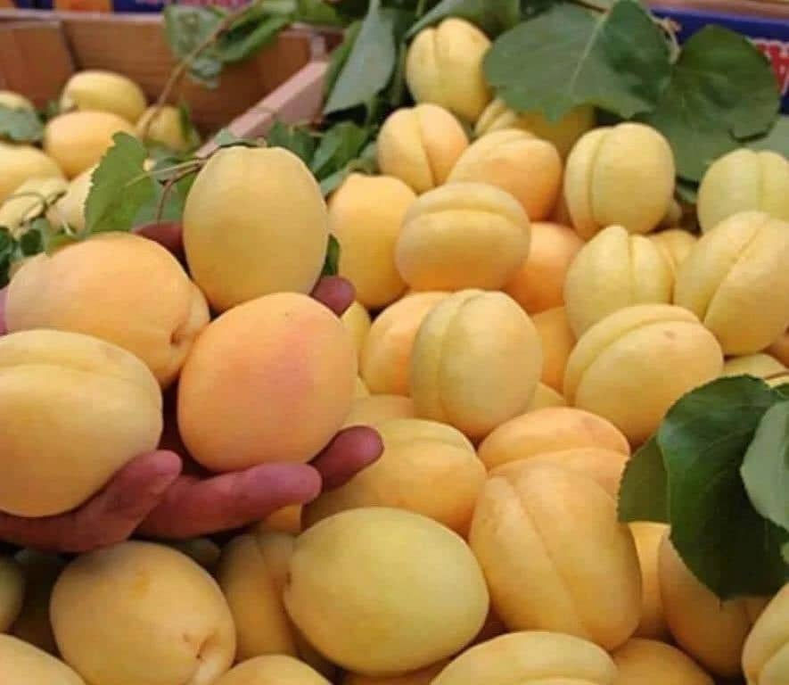 Pomi  -Cais soiul Faralia , Nadejda / Абрикос сорт Фаралия , Ananasovii ... foto 3