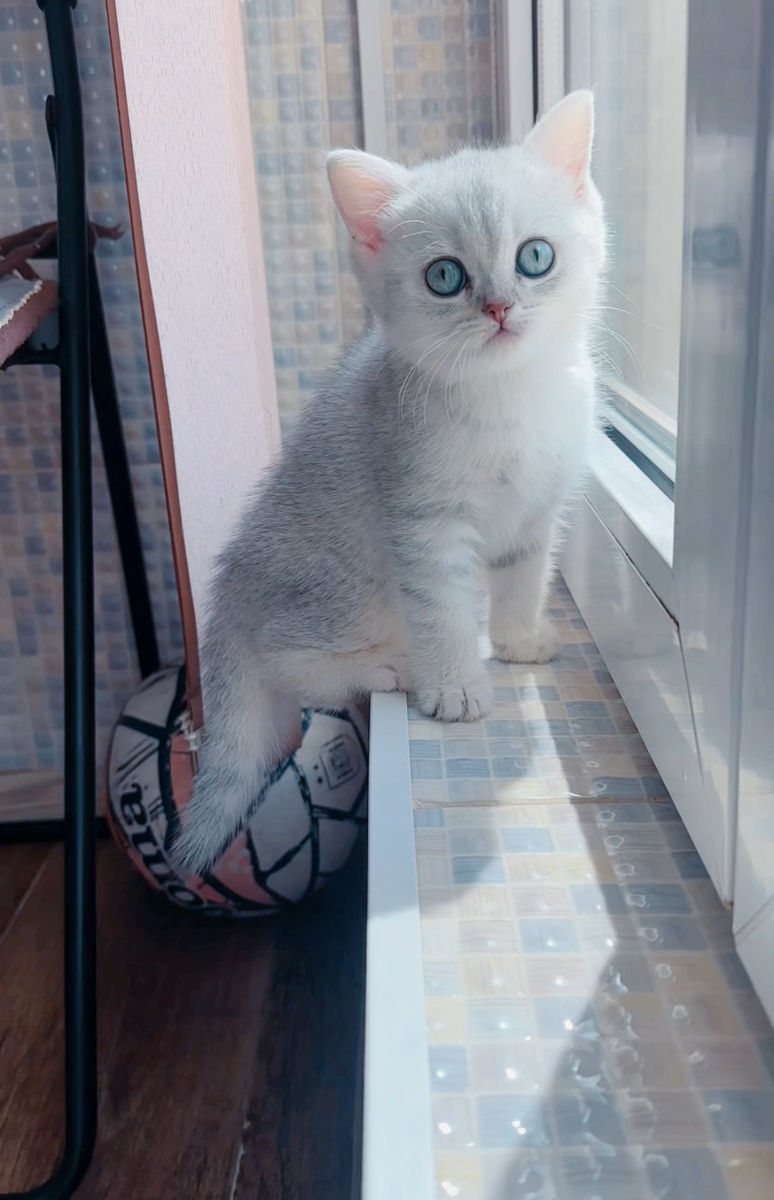 Шотландская прямоухая девочка  foto 3