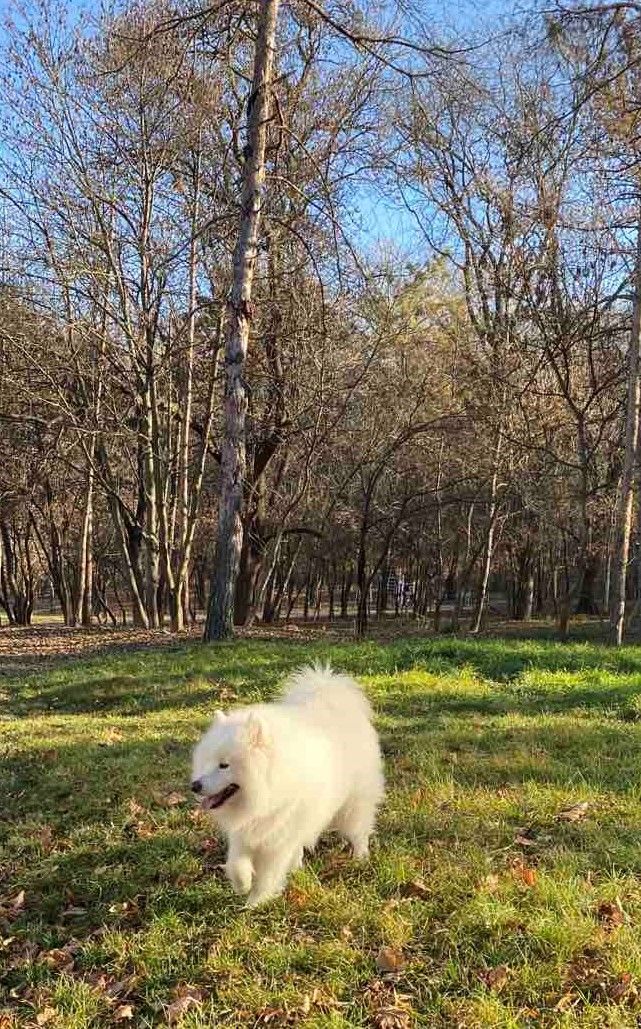 Самоед (Samoyed) для вязки (imperechere) foto 7