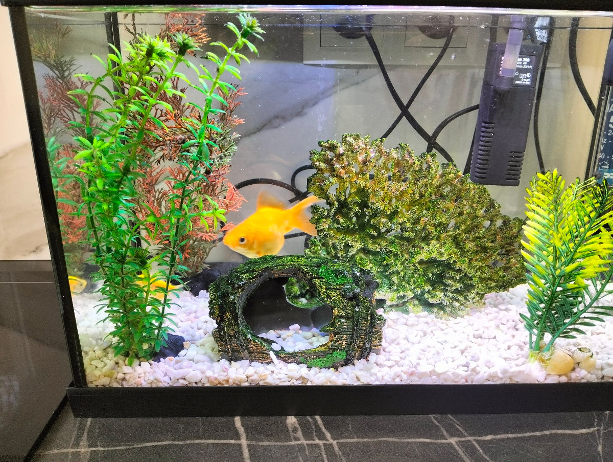 Acvarium cu pesti foto 3