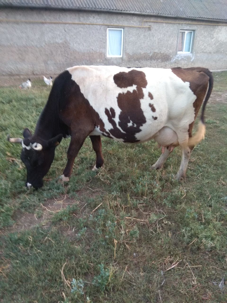 Продается корова