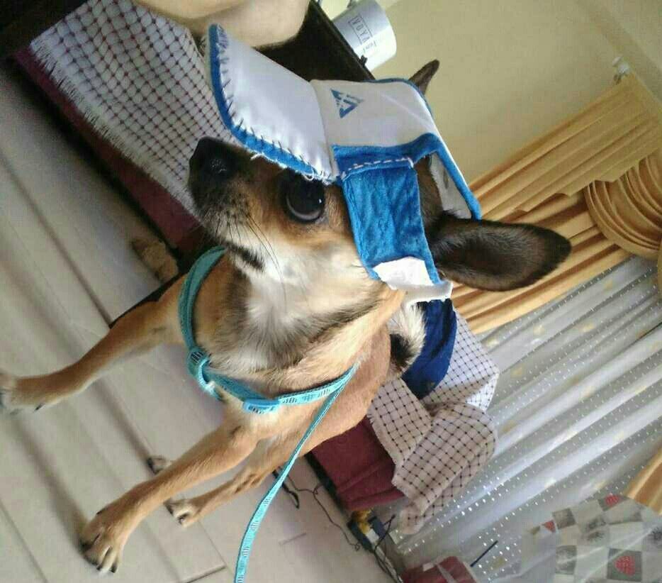 Чихуахуа. Вязка