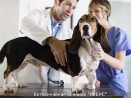 Ветеринарная помощь,вызов ветеринарного врача на дом, лучший вет для вашего питомца. foto 9