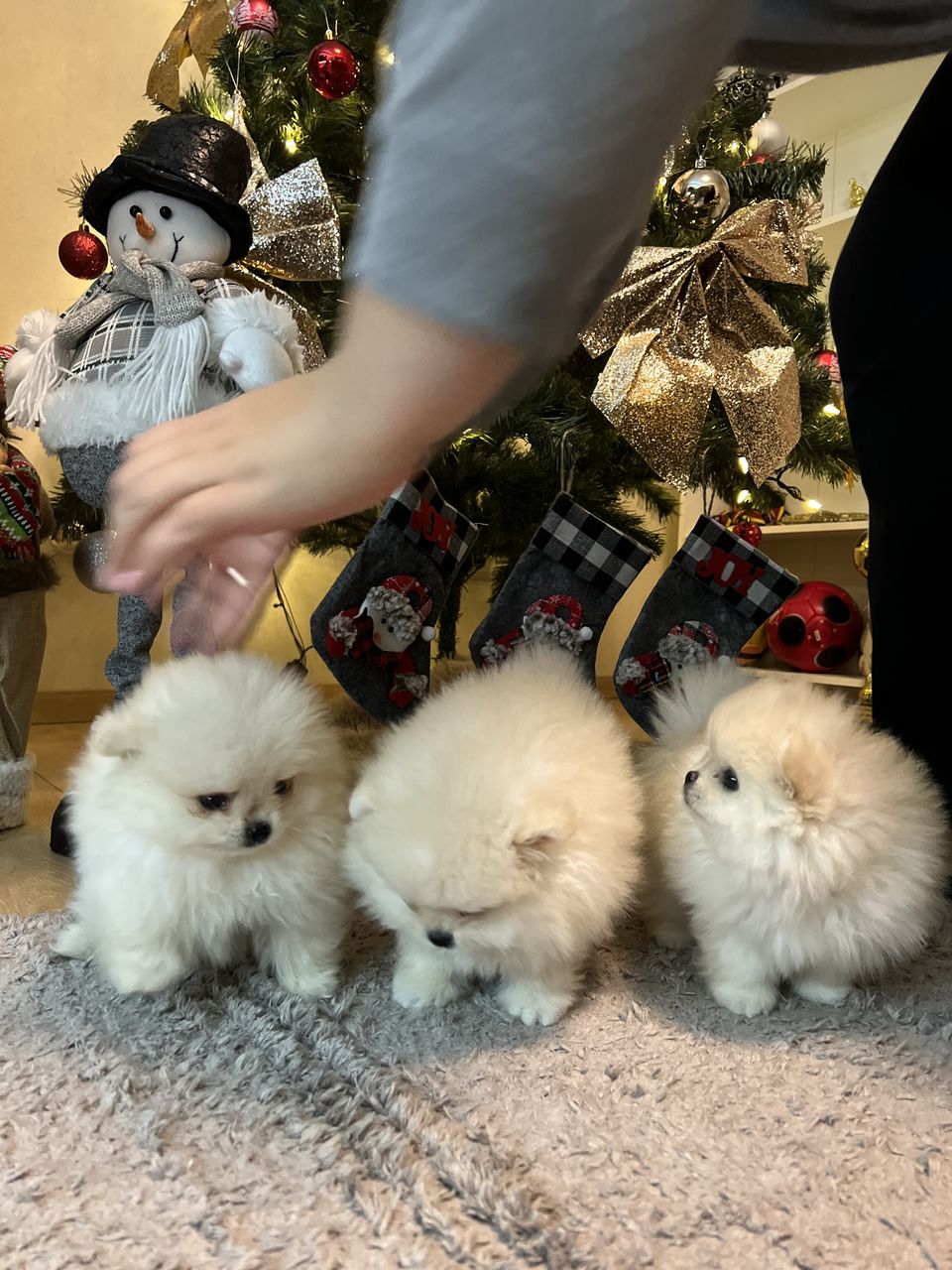 Mini spitz pomeranian foto 1