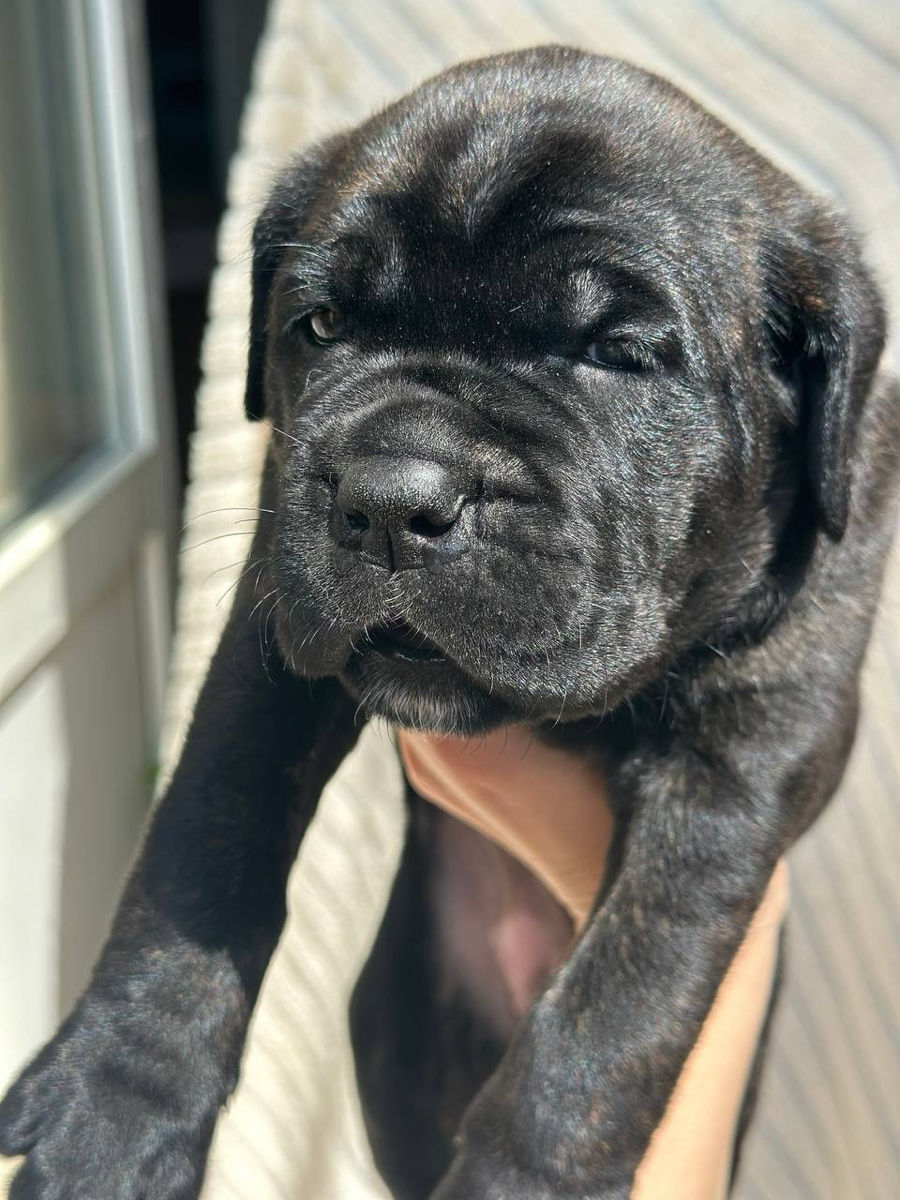 Cane Corso cu pedigree foto 1