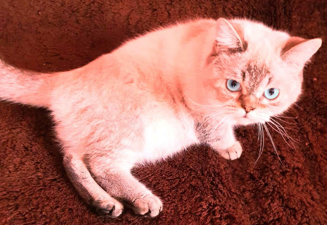 Motan Golden Chinchilla Point (Blue eyes) pt împerechere foto 0