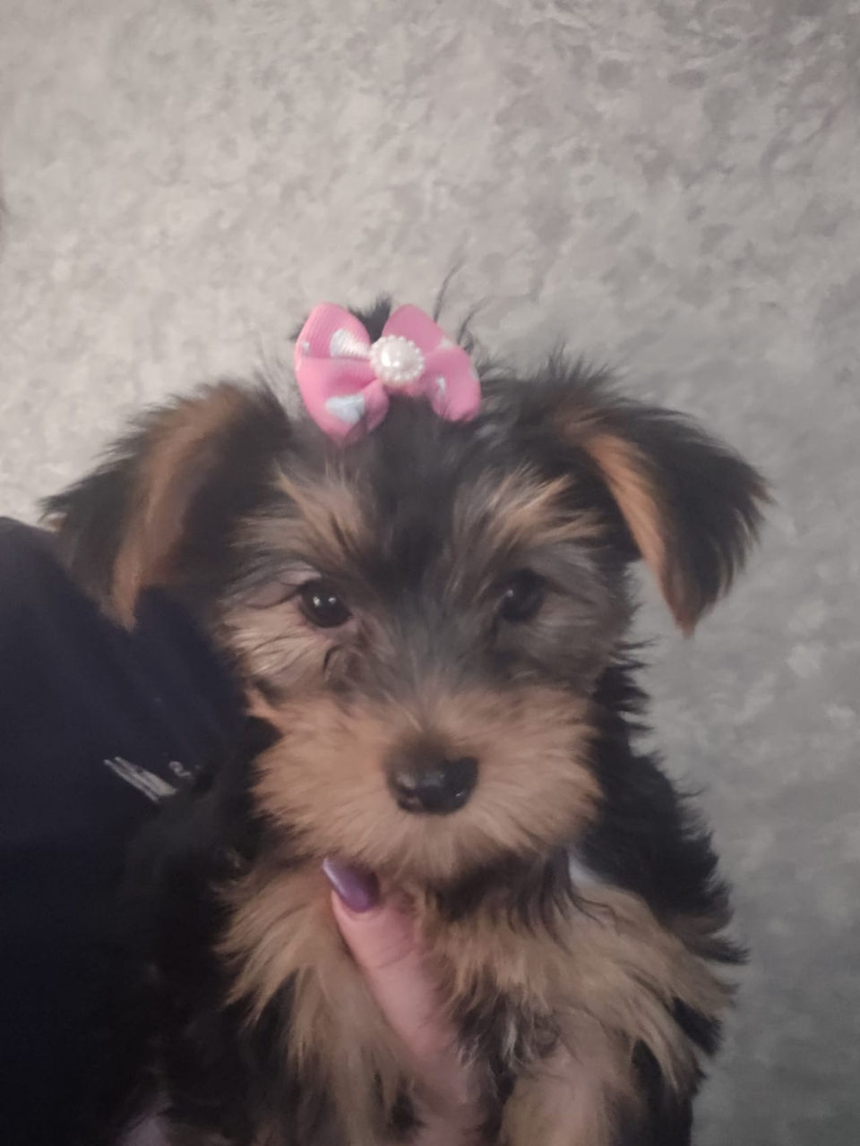 Urgent! Vând Cățea Yorkshire Terrier foto 5