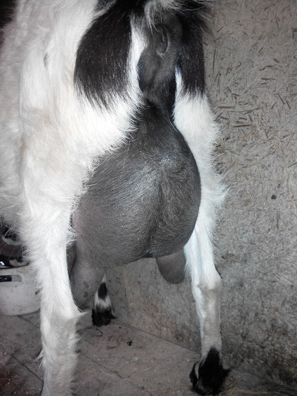 Сколько беременность у козы. Коза беременность 4 месяца. Беременность козы 2 месяца. Коза беременность 3 месяца.