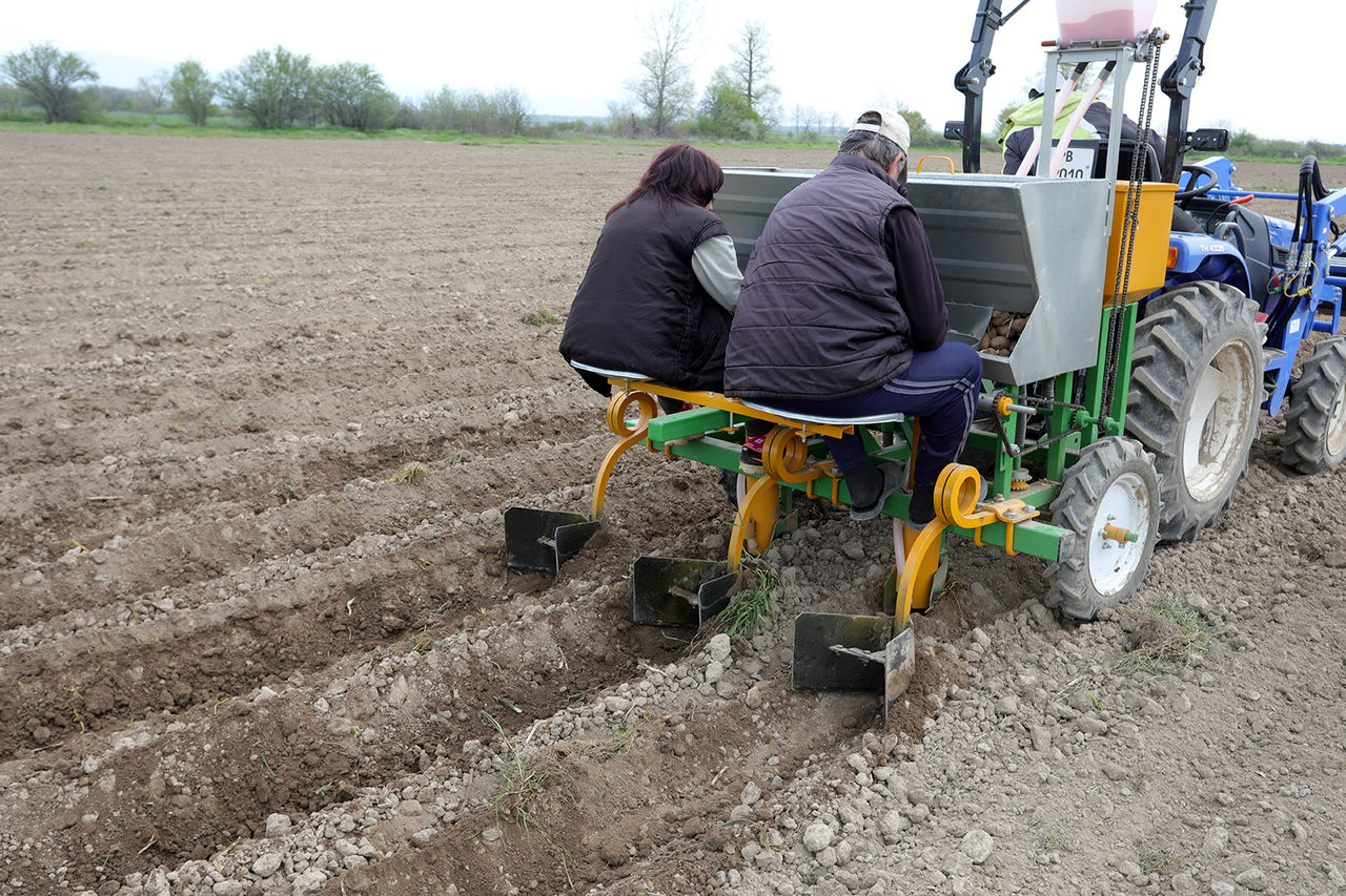 Se vinde mașină de plantat cartofi cu 2 rânduri si distribuitor de îngrășământe foto 2