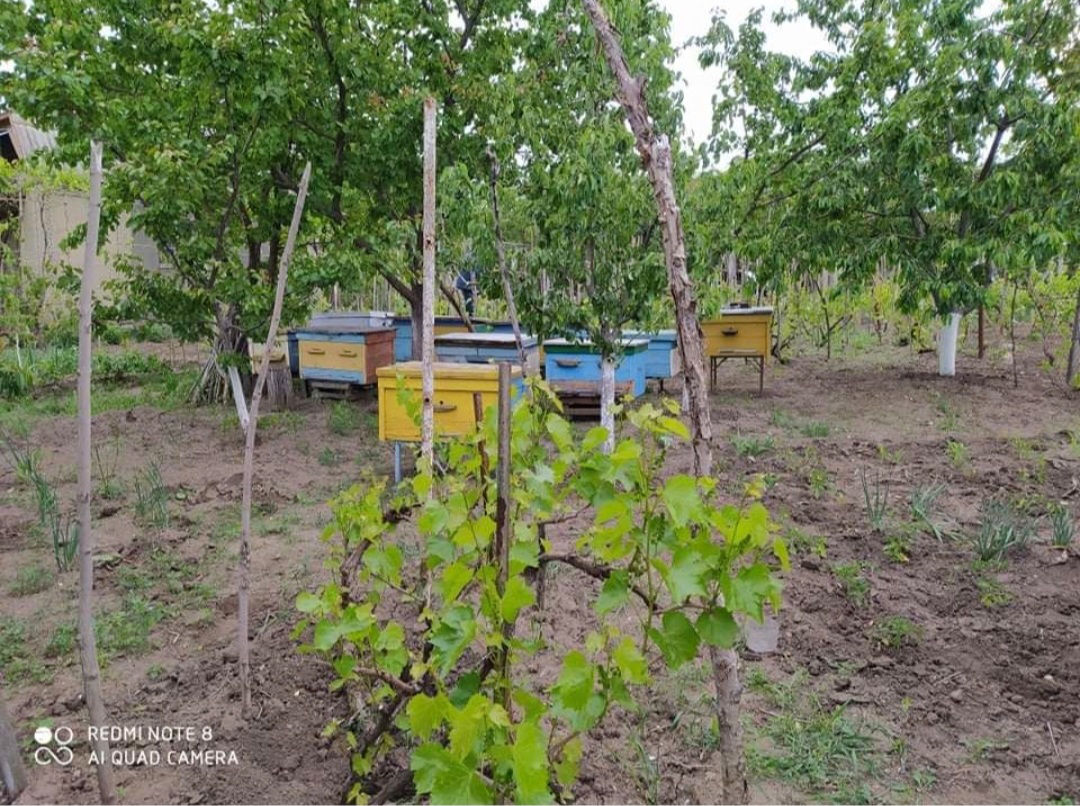 Продам 10 семей пчёл с ульями