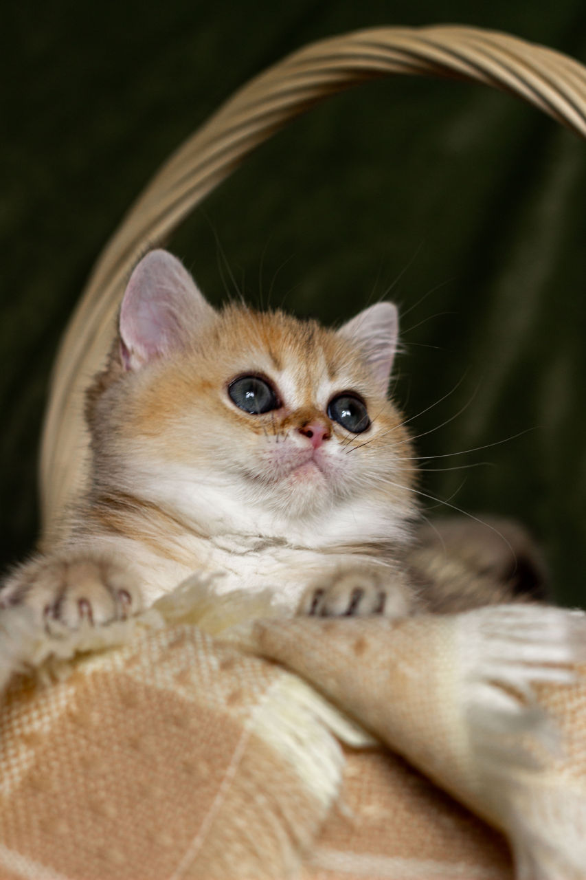 Клубные шотландские котята ,окрас золотая шиншилла,с родословной фото 0