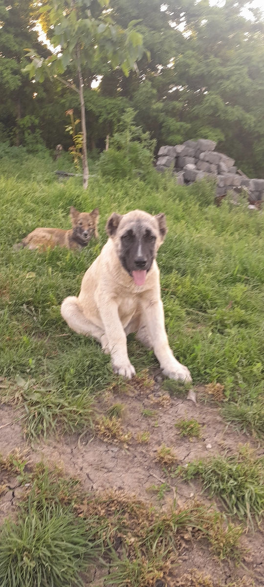 Kangal  фото 0