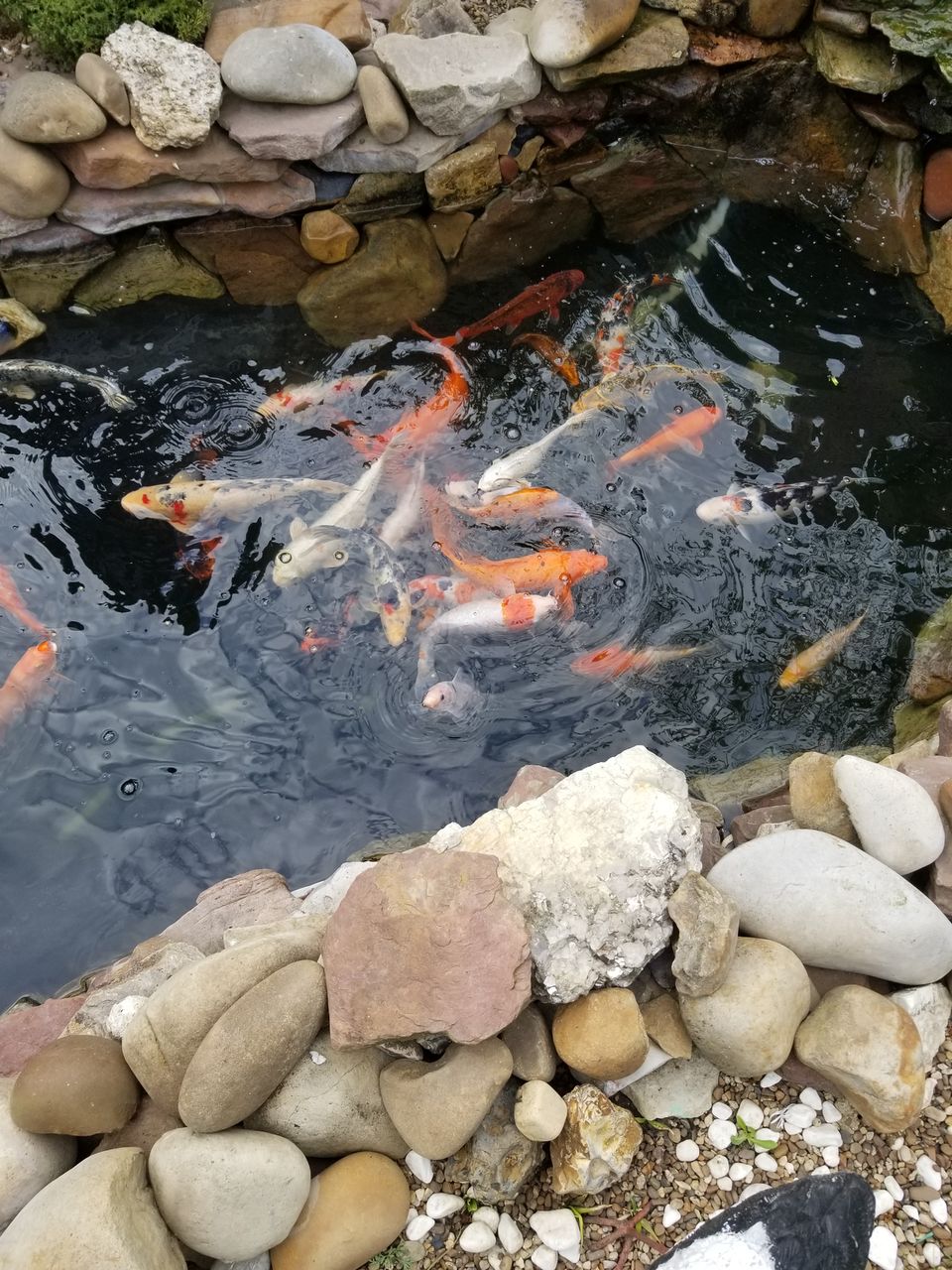 Karp-Koi peşti de vânzare ( avem și micuți ) foto 5