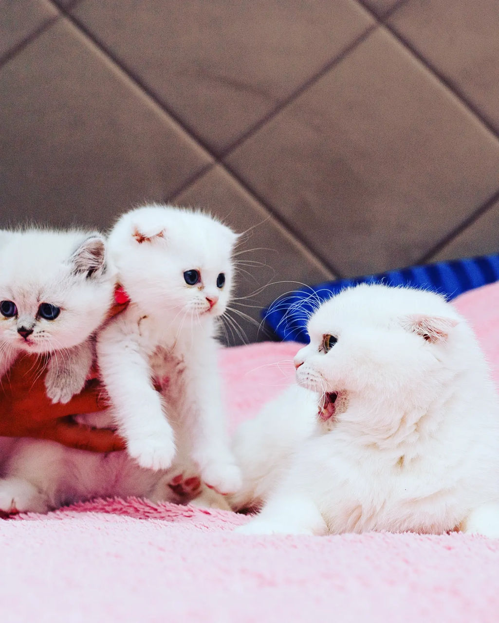 Шикарные Котята разных окрасов Шотландские Scottish Stright Scottish Fold фото 3