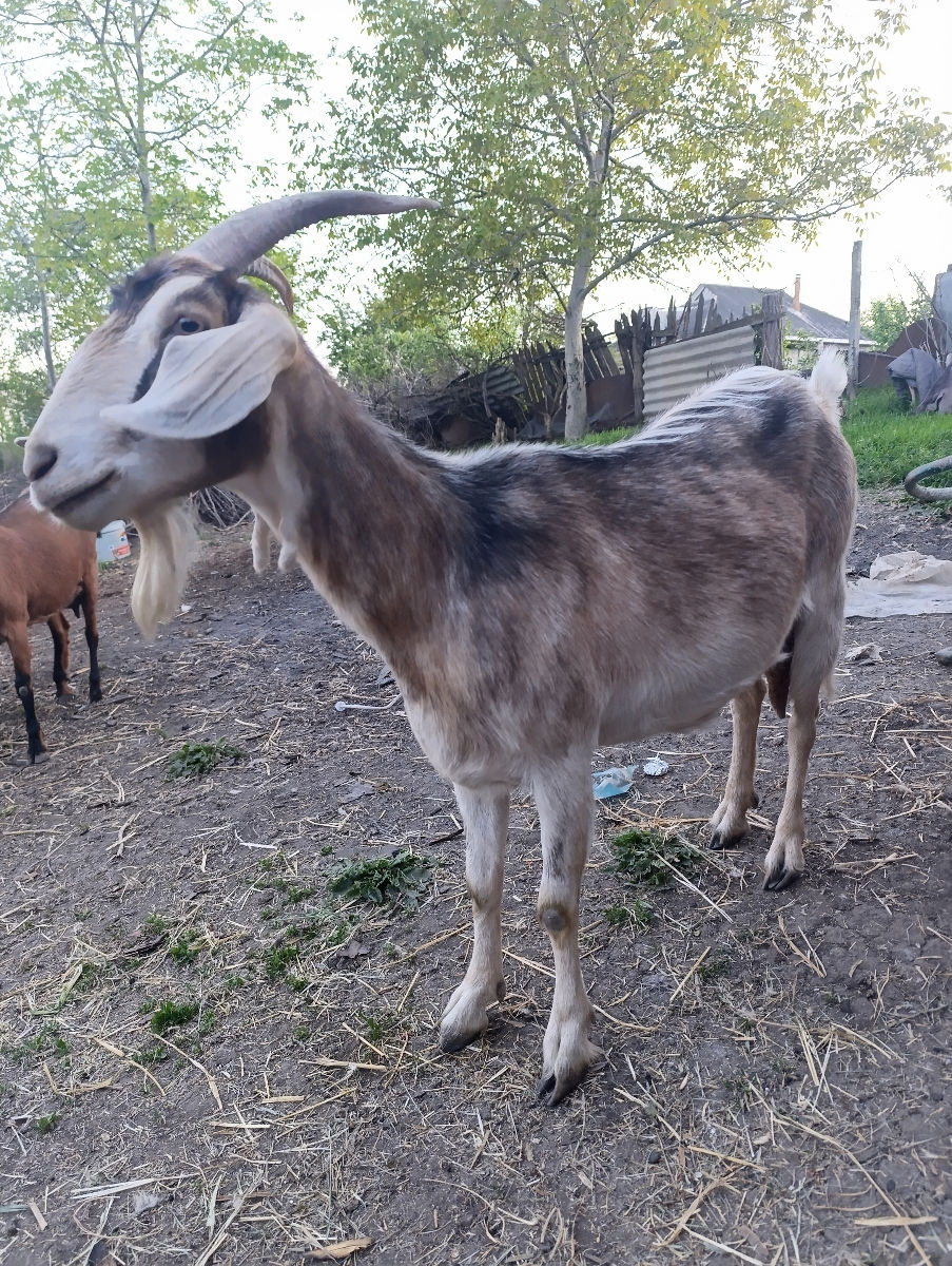 Căpriță de vinzare foto 6