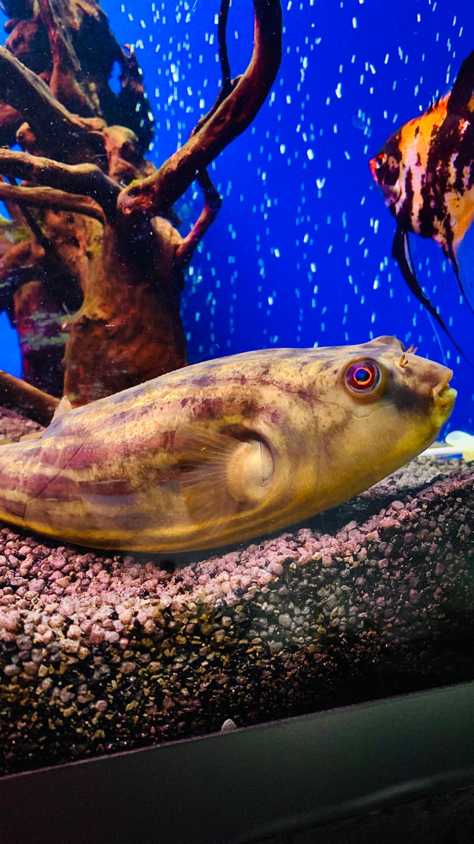 Tetradon fahaka тетраодон фахака foto 7