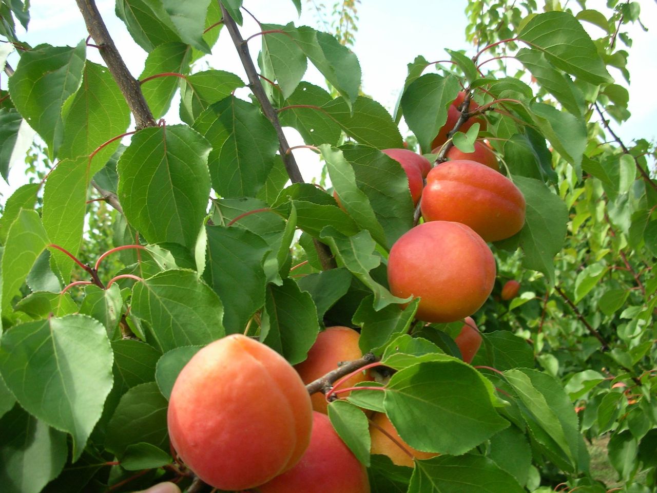 Pomi fructiferi -Cais soiul Faralia , Bergeron / Абрикос сорт Фаралия , Бержерон  ... foto 2
