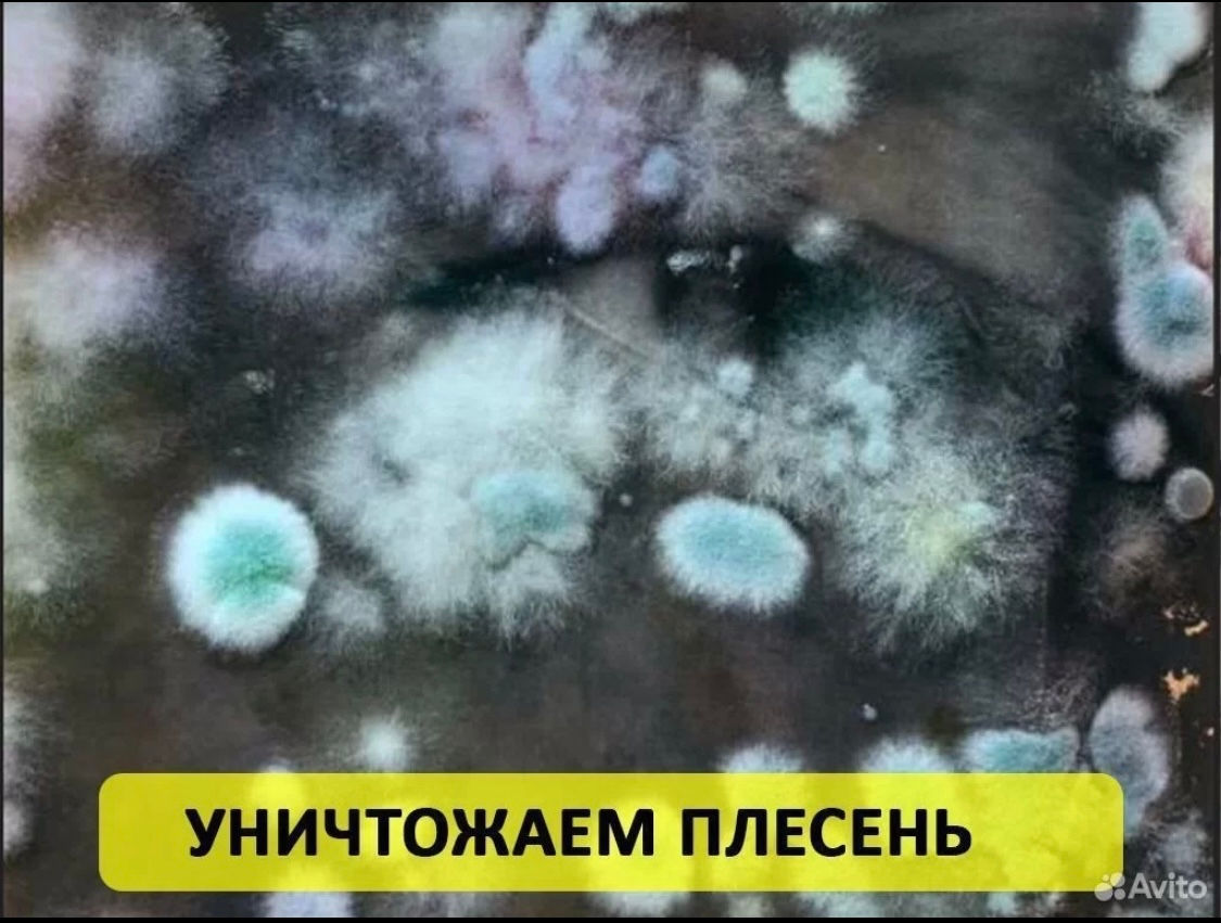 Санобработка тараканов, клопов, блох. Дезинфекция , Дезинсекцыя , Дератизация foto 4