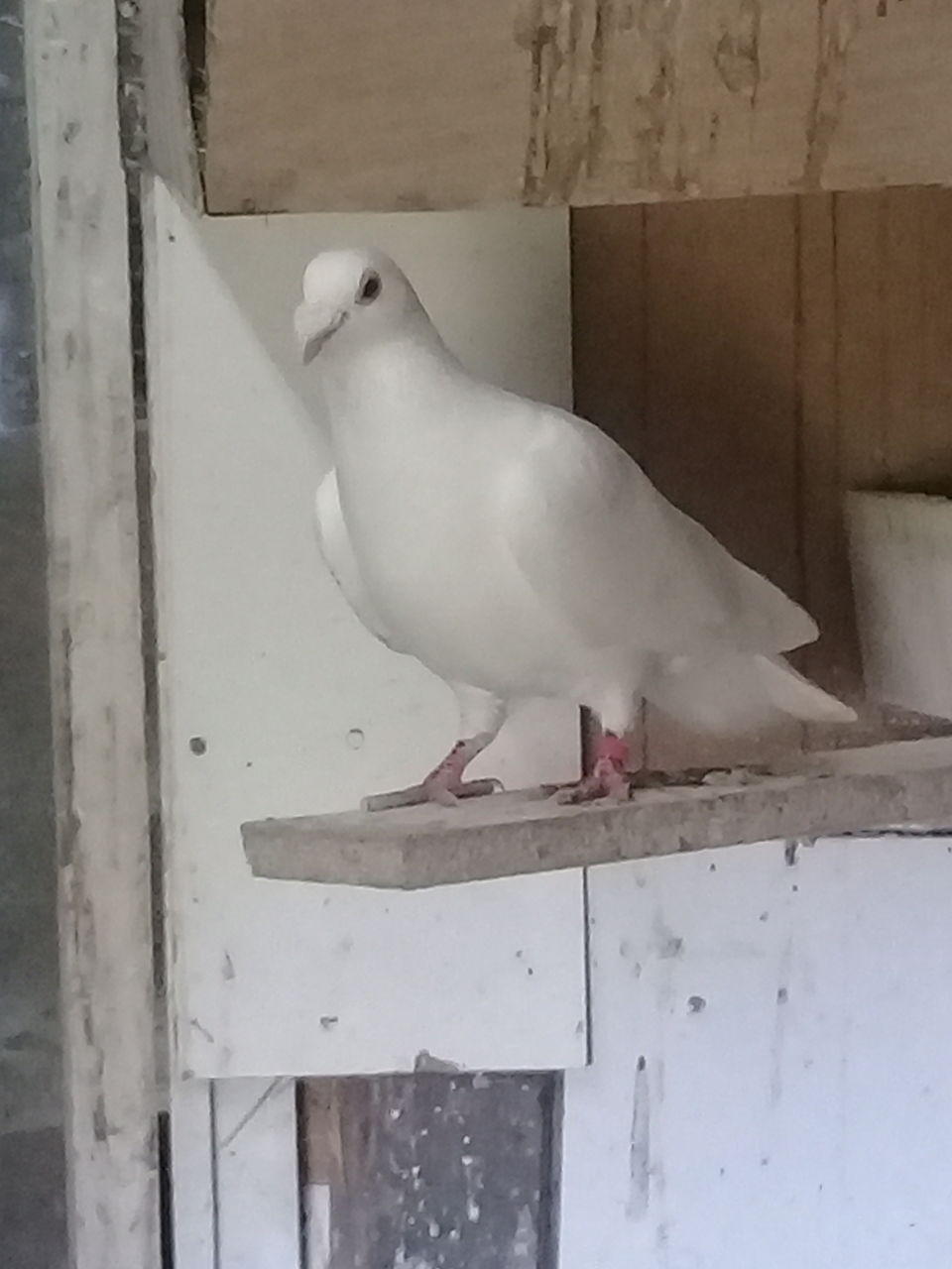Porumbei pentru nunti foto 0