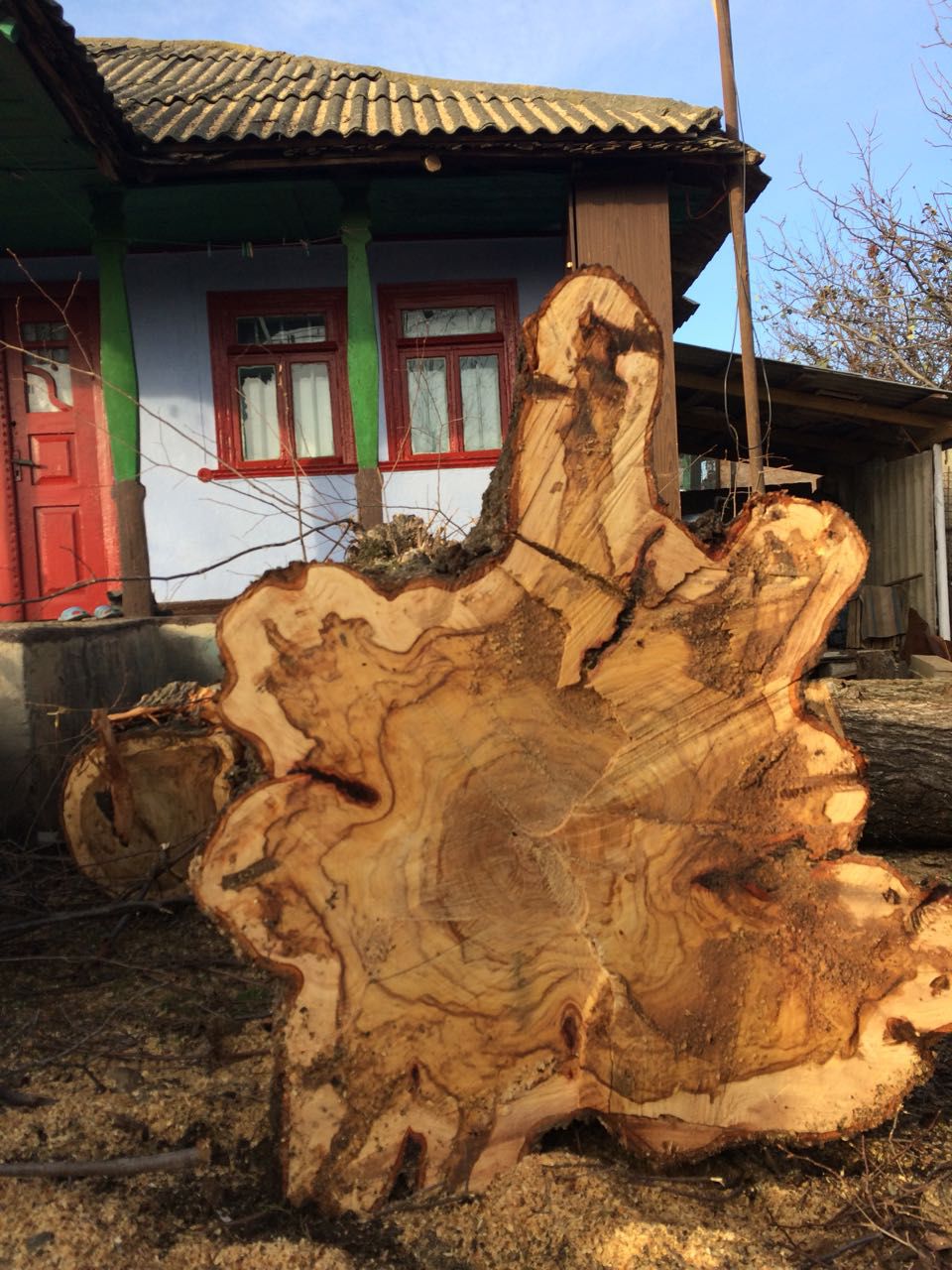 Tăiere (tai) lemne, crengi , pomi , copaci  și doborirea copacilor foto 6