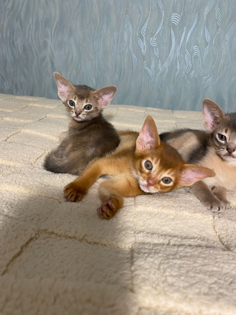 Абисинские котята. foto 3