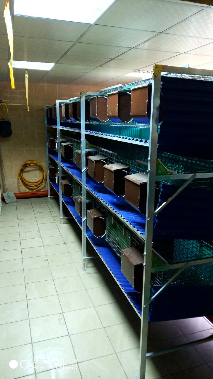 Iepuri in vinzare 100 lei/kg masa vie rasa hicole, panon alb, carne de iepure 140lei/kg. foto 4