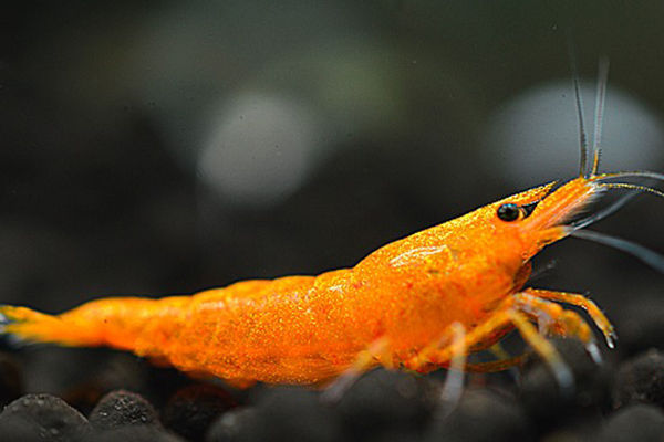🦀 Crevete de acvariu Neocaridina portocalie (Orange)! 🚚 Livrare or.Chișinău! foto 0