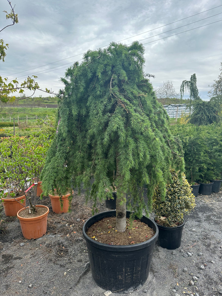 Bonsai plante фото 1