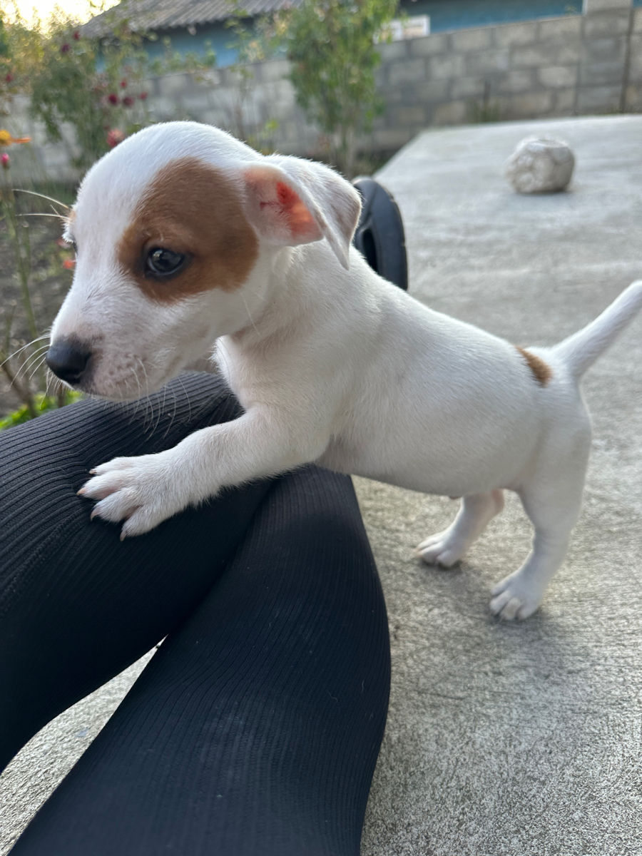 Jack Russell Terrier  foto 7