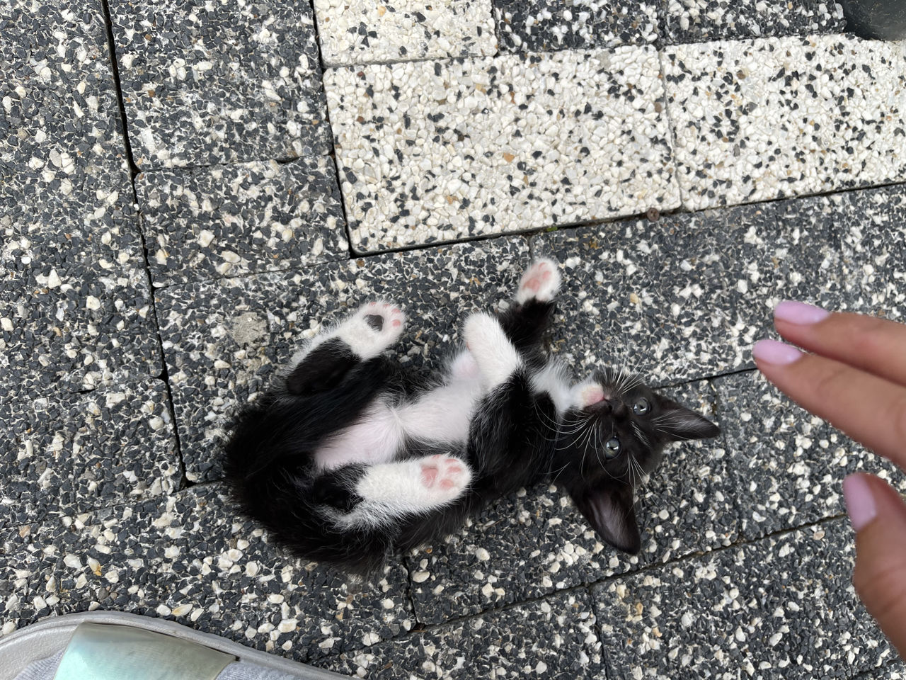 Котятки ищут дом