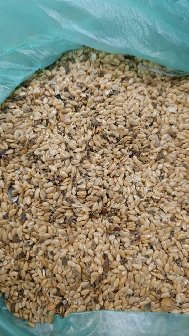 Продам семена ЛЬНА. 14 500 кг. 6,50 c НДС foto 0