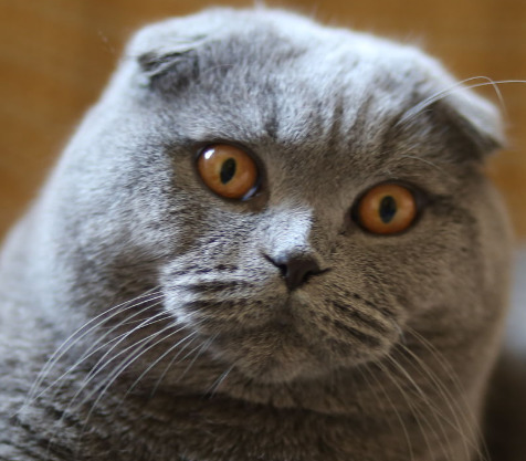 Montă - imperechere,cu motan scottish fold фото 0