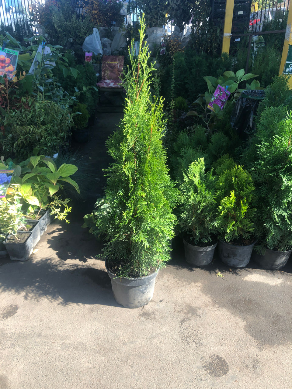thuja-smaragd-50-60-cm-70-lei-moldovenesti-facem-livrare