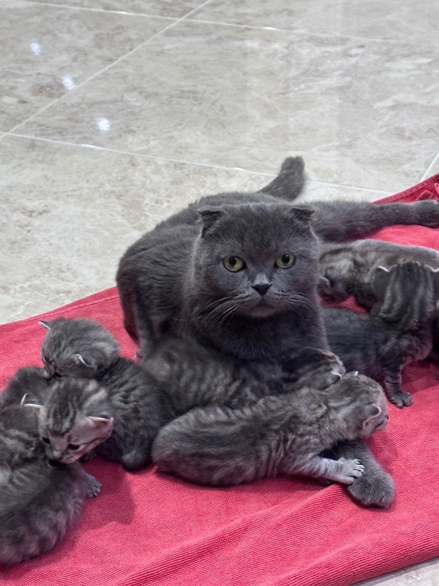 Pisoi de rasă – Scottish Fold & Scottish Straight – de vânzare Urgent ! foto 3