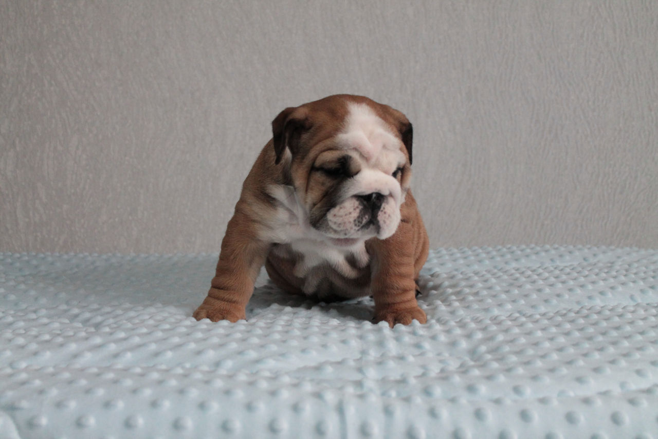 Cățeluși de Bulldog Englez foto 2
