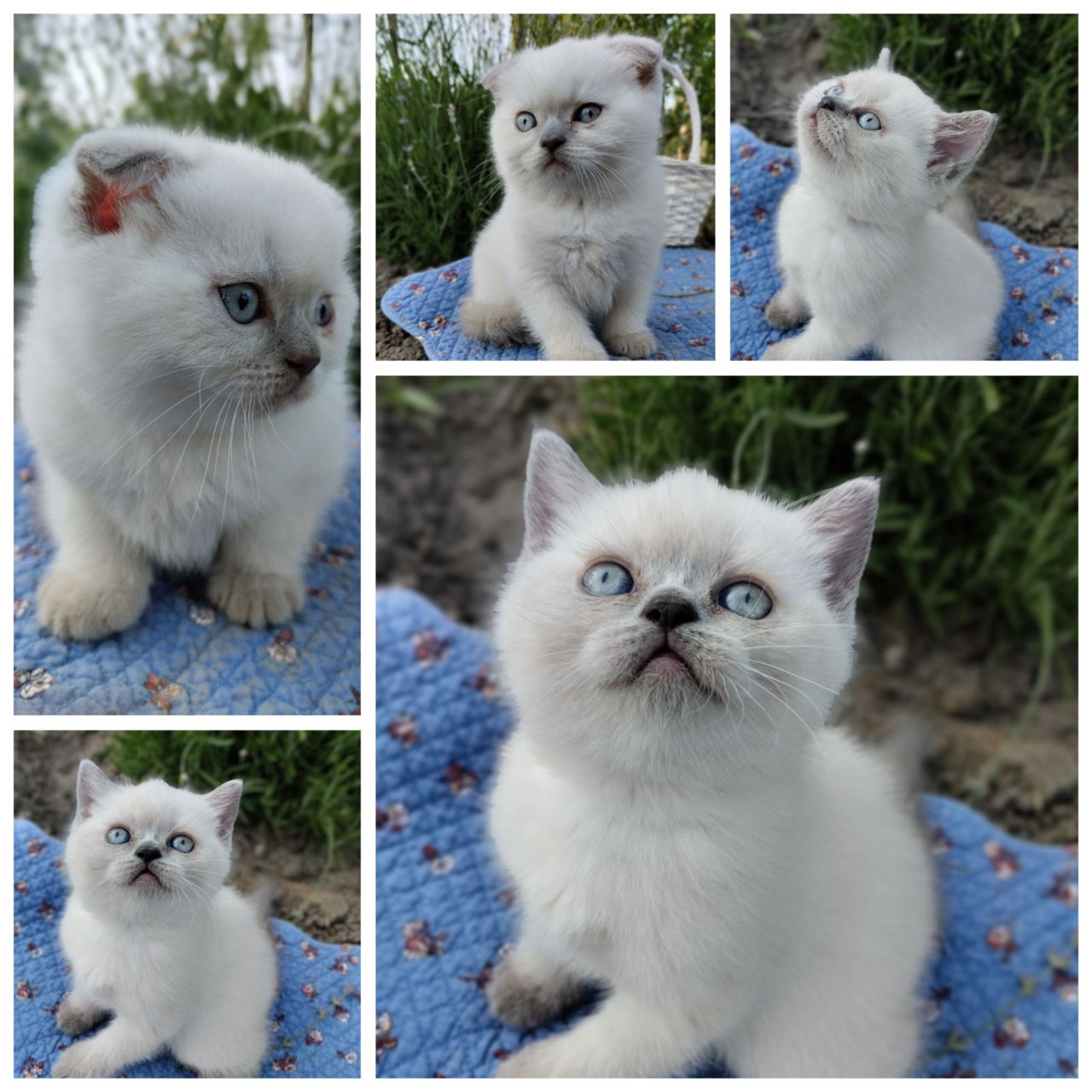 Шотландские котята окраса Blue Point фото 0